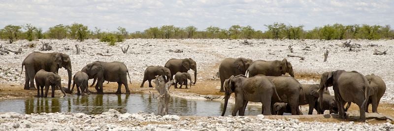 Elephants at a waterhole in Etosha National Park