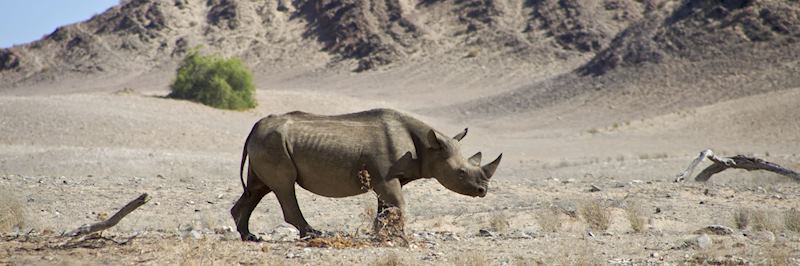 Black rhino in Damaraland