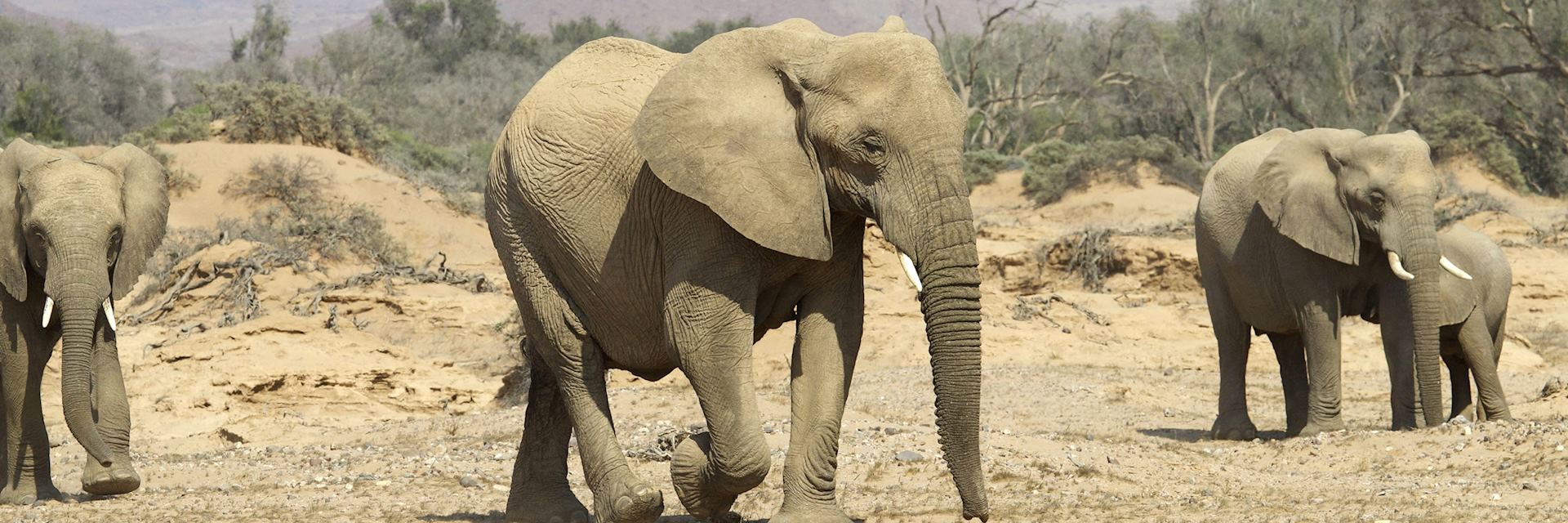 Elephants in Damaraland