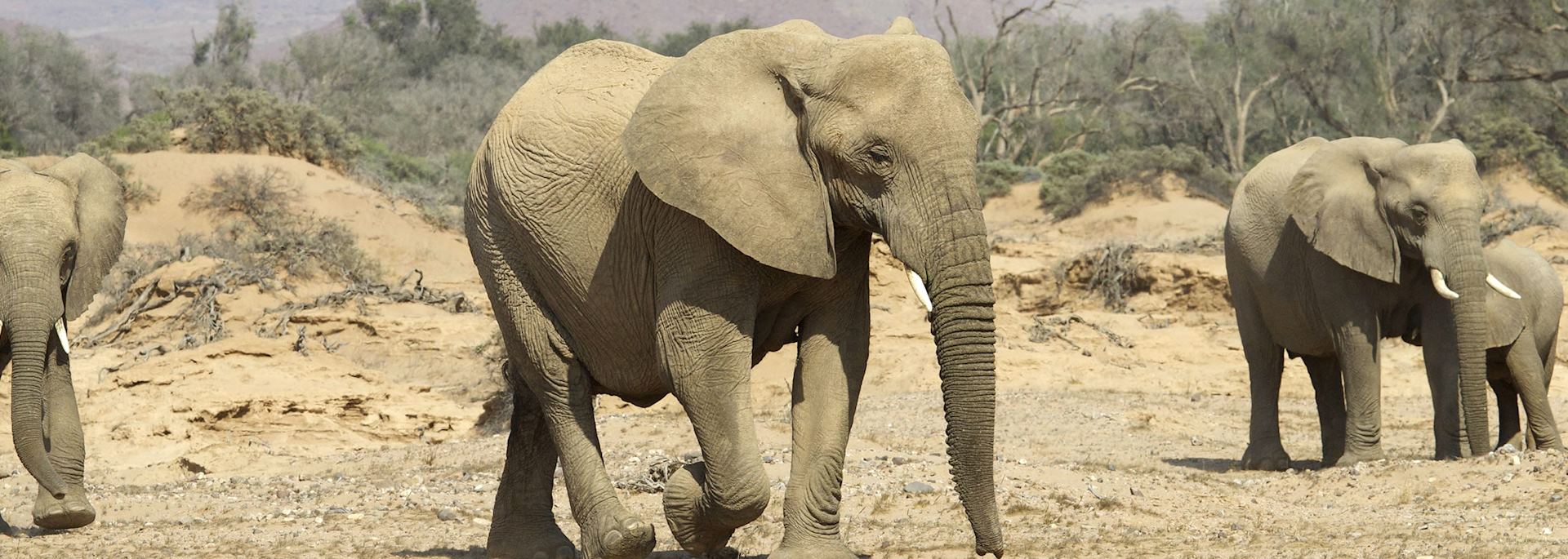 Elephants in Damaraland