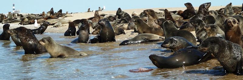 Seal colony, Pelican Point