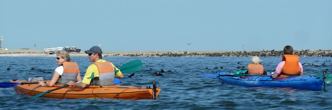 Kayaking with seals off Pelican Point Kayaking with seals off Pelican Point