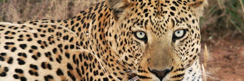Leopard, Okonjima Nature Reserve