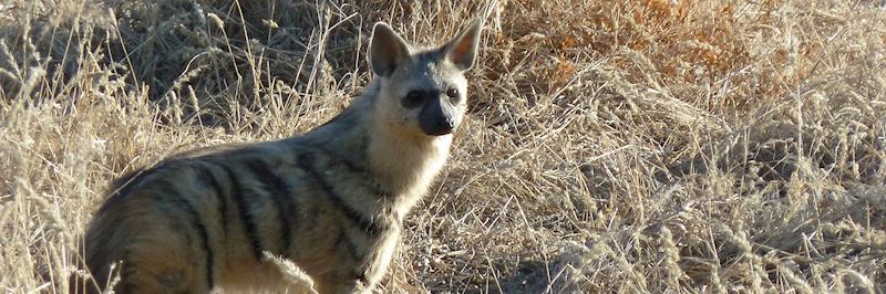 The rare aardwolf in the Erongo Mountains