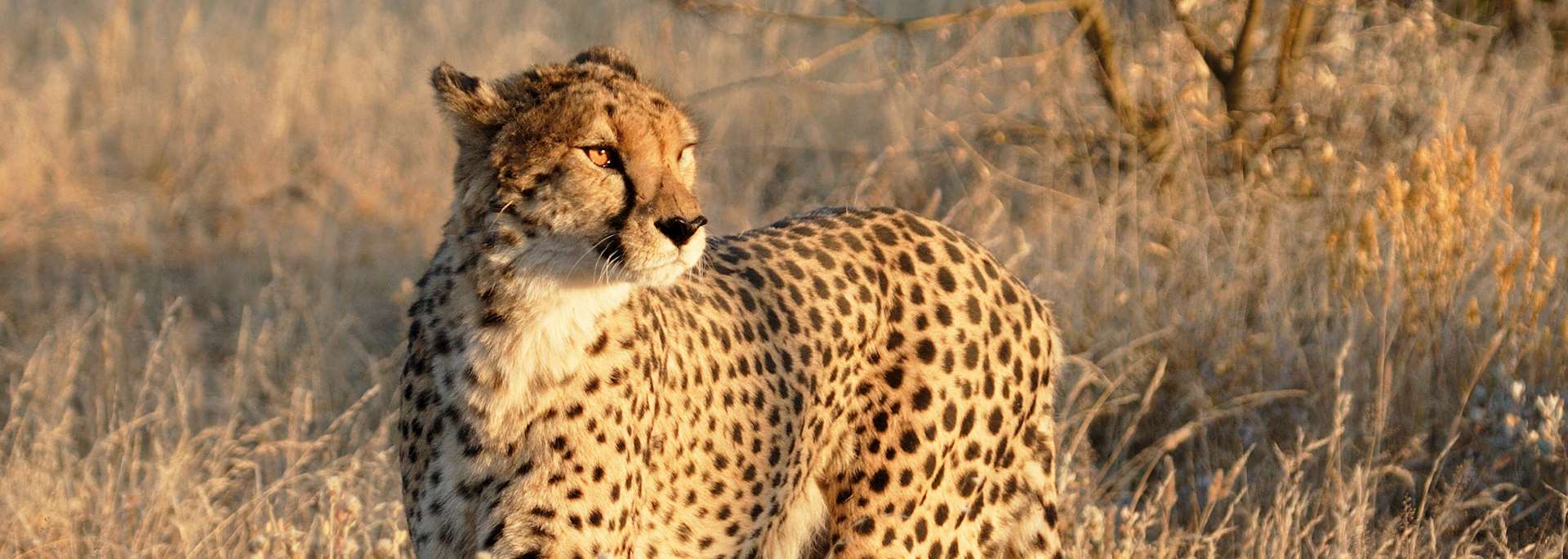 Cheetah in Etosha National Park