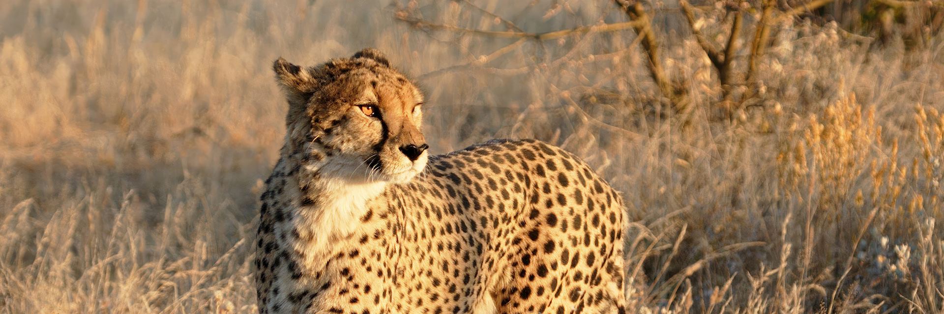 Cheetah in Etosha National Park
