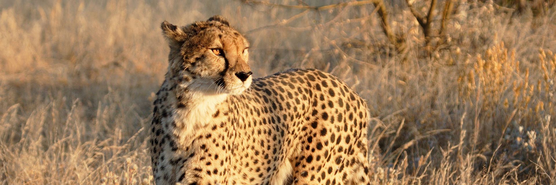 Cheetah in Etosha National Park