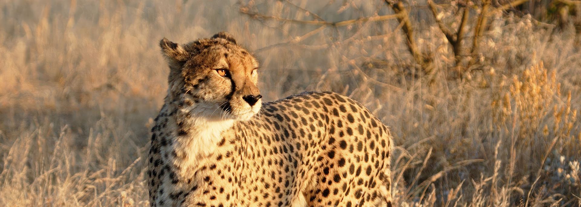 Cheetah in Etosha National Park