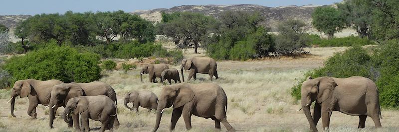 Spot desert-adapted elephant in Damaraland
