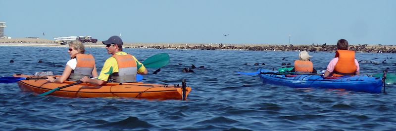 Kayaking with seals, Pelican Point