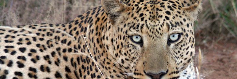 Leopard in the Okonjima Game Reserve