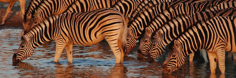 Zebra in Etosha National Park