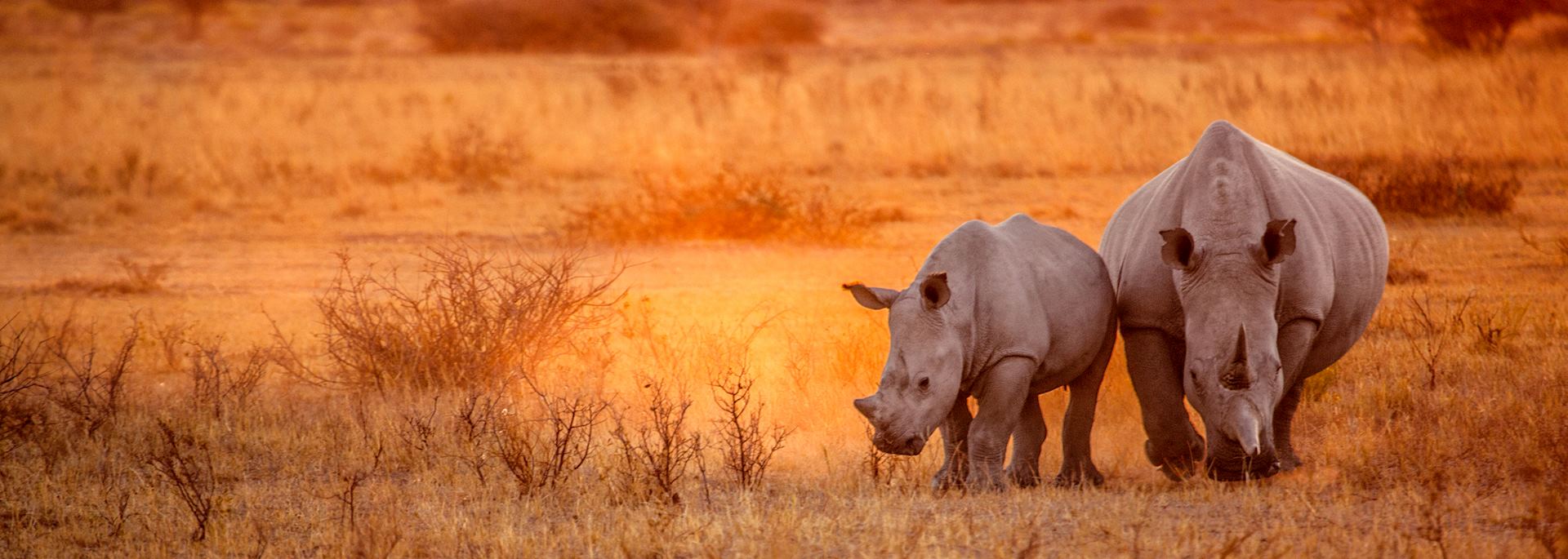 Rhino in Etosha National Park