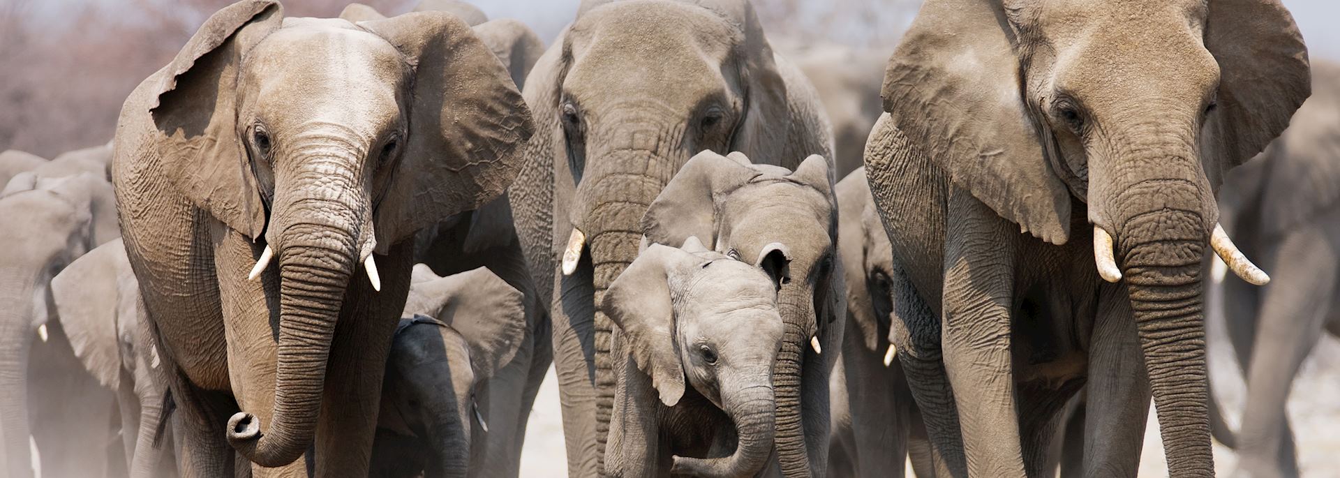 Elephant herd in Etosha