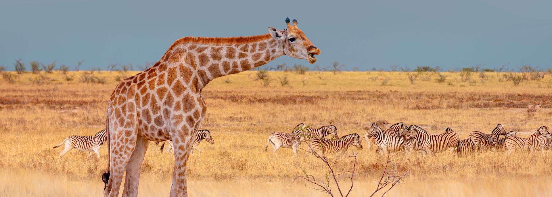 Giraffe and zebra in Etosha