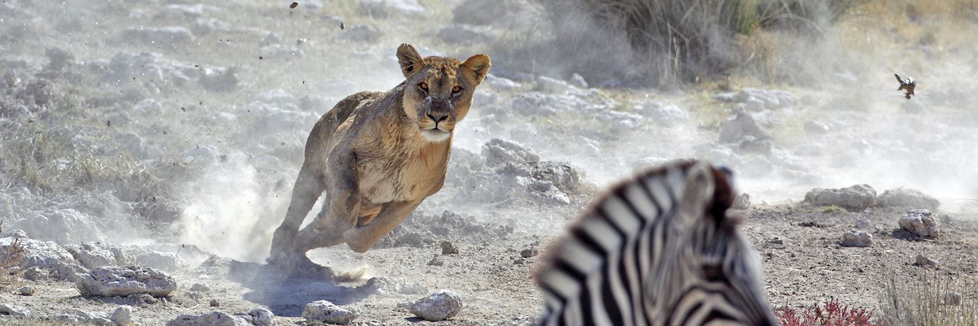 Lion in Etosha National Park