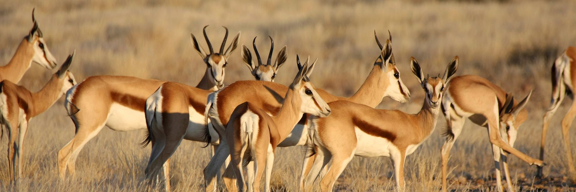 Springbok family in Namibia