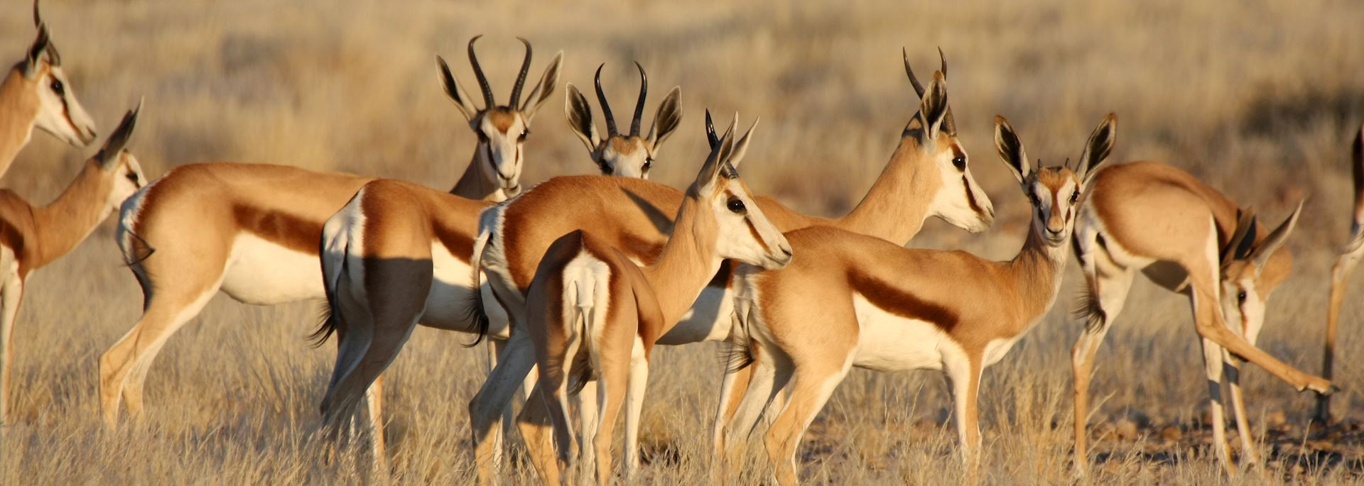 Springbok family in Namibia