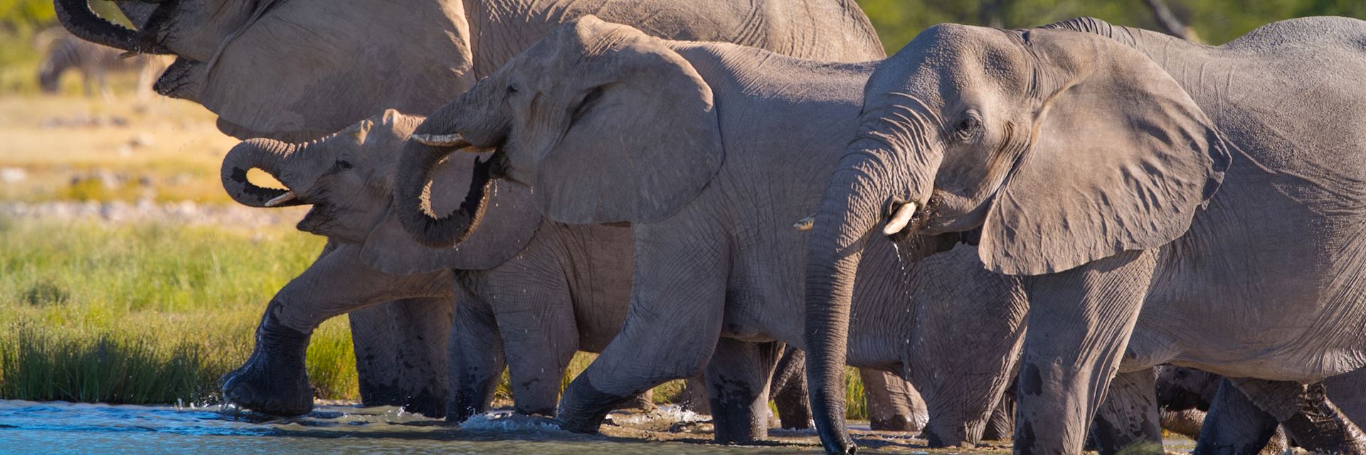 Elephants in Nkasa Lupala National Park