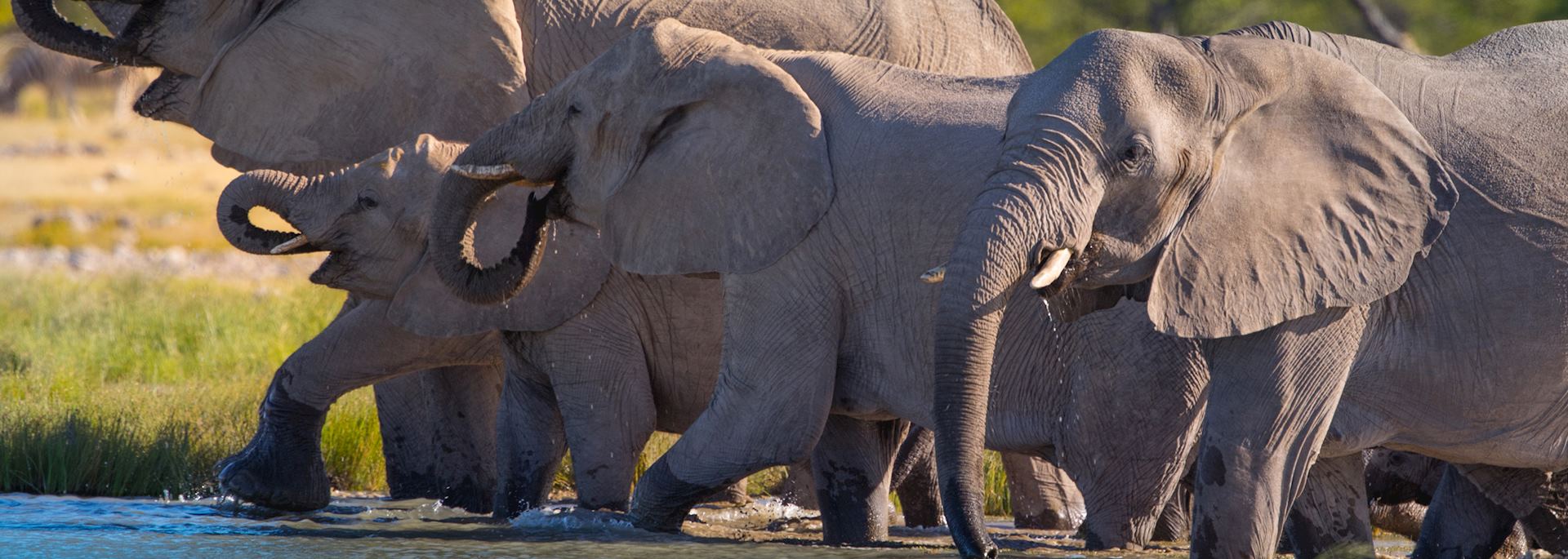 Elephants in Nkasa Lupala National Park