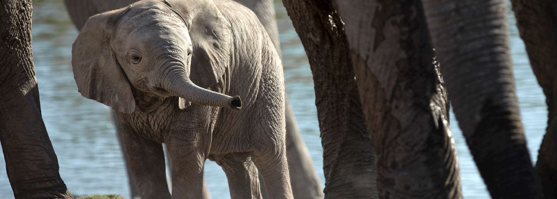 Elephants at a waterhole in Khaudum National Park