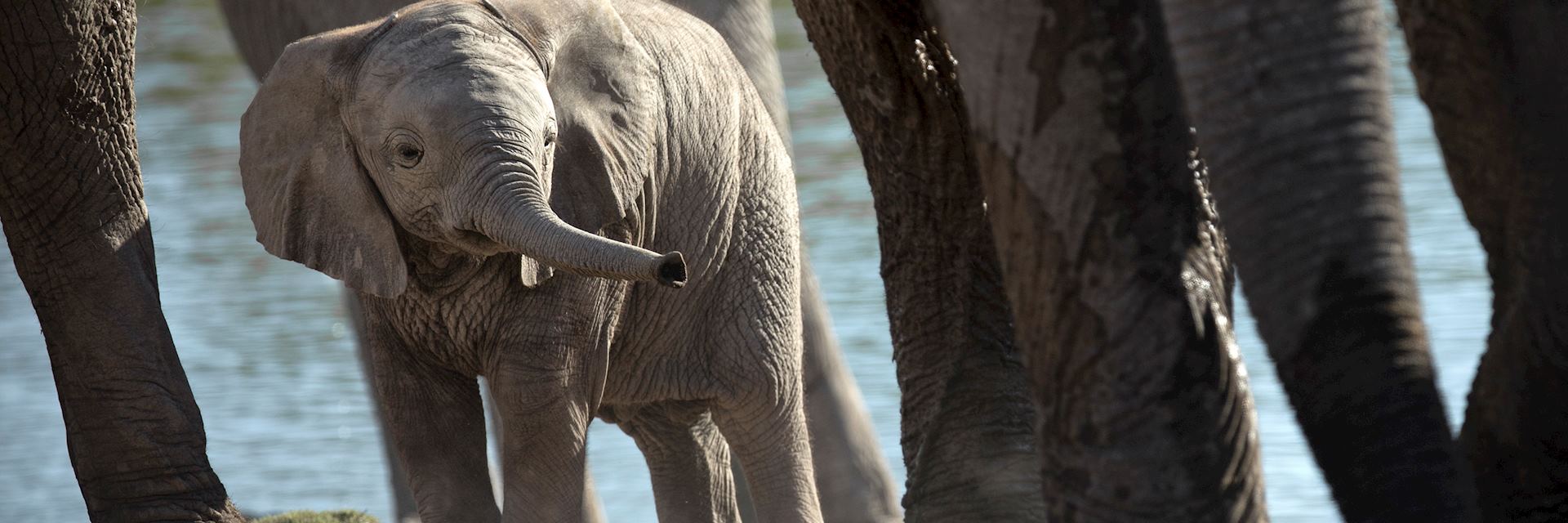 Elephants at a waterhole in Khaudum National Park