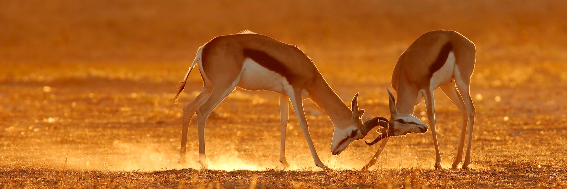 Springbok fighting in the Southern Kalahari