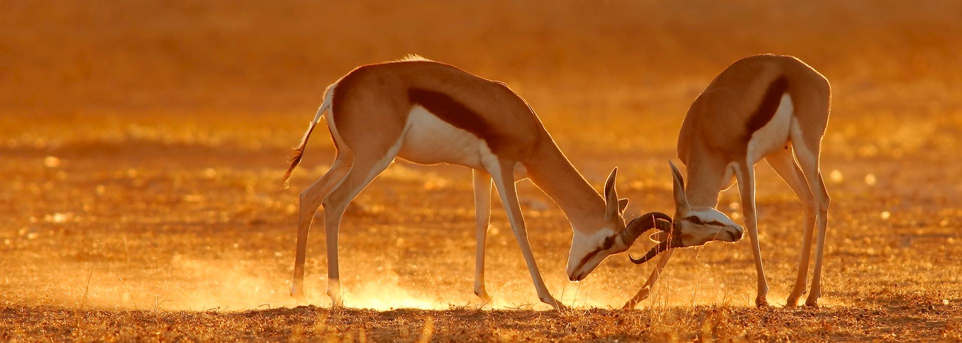 Springbok fighting in the Southern Kalahari