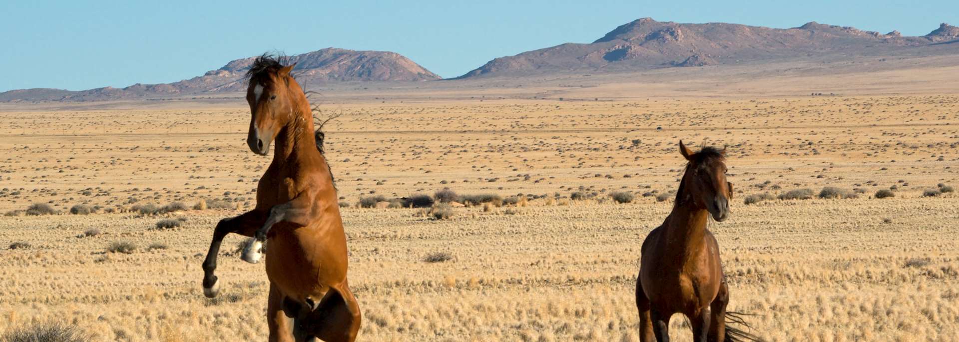 Wild horses in Aus