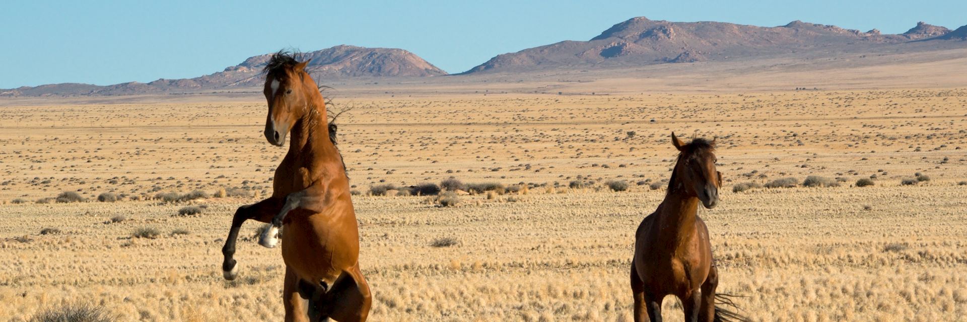 Wild horses in Aus