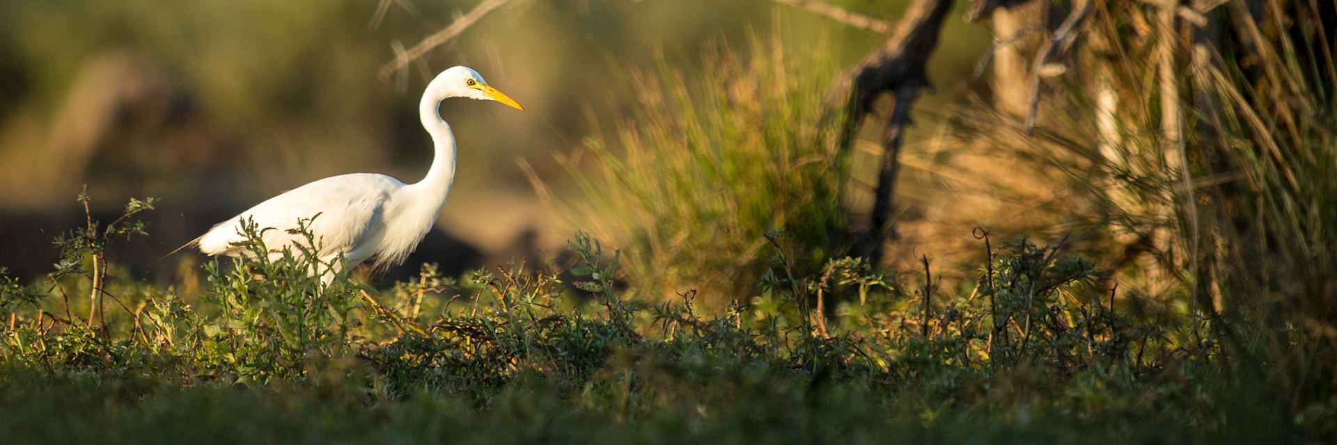 White egret, Katima Mulilo