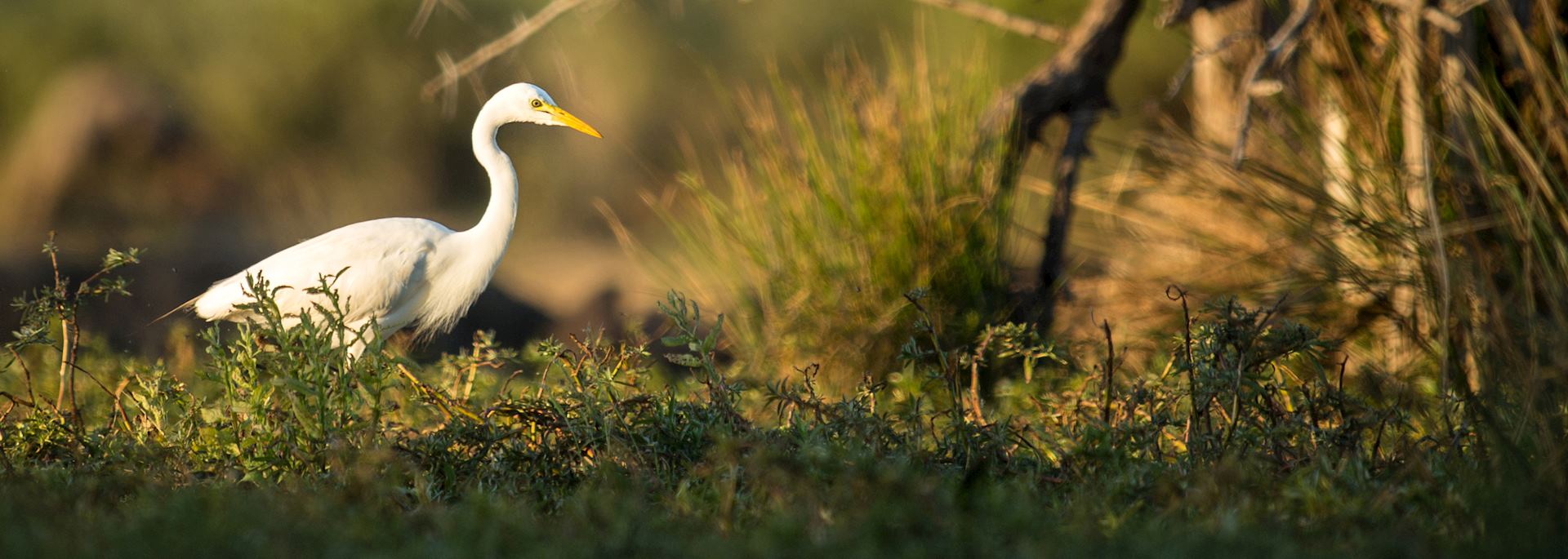 White egret, Katima Mulilo