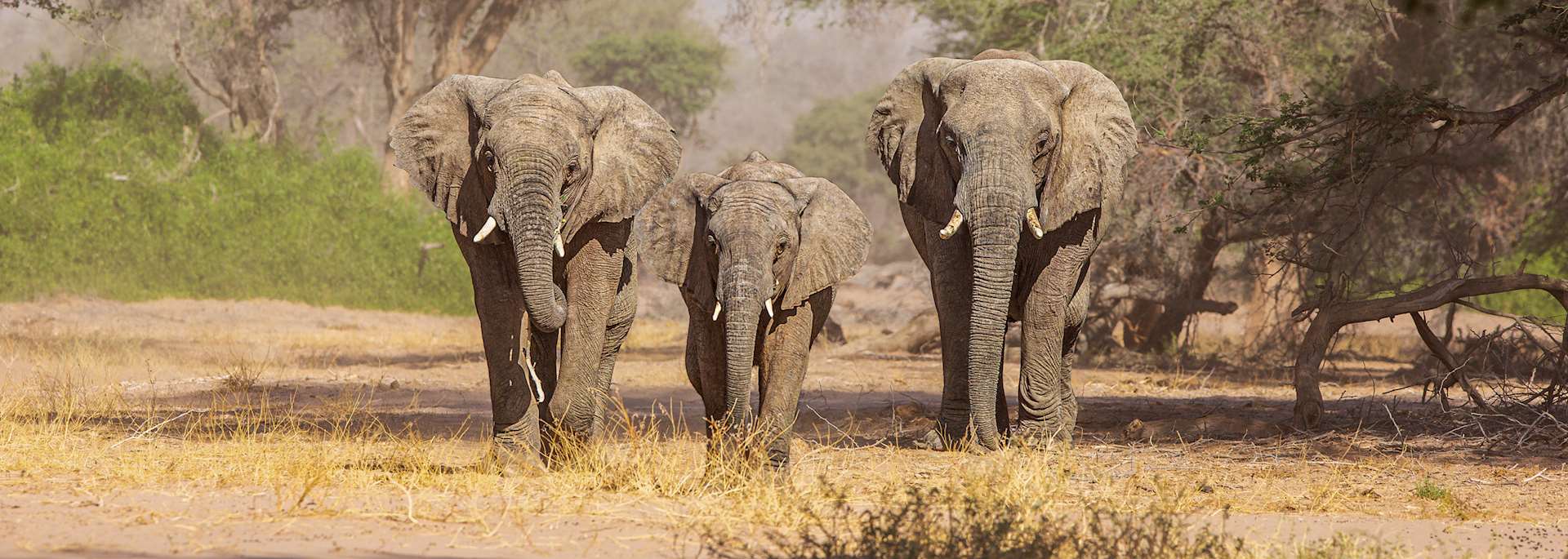 Elephants in Damaraland