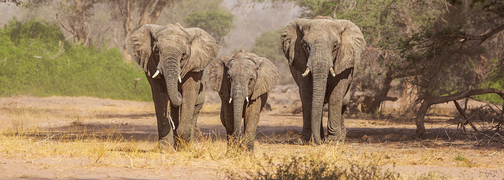 Elephants in Damaraland