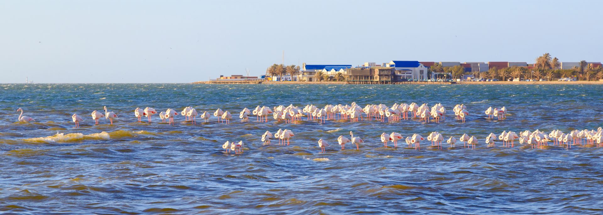 Pelicans in Walvis Bay