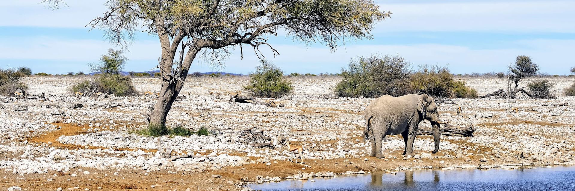 Elephant at waterhole in Etsoha National Park
