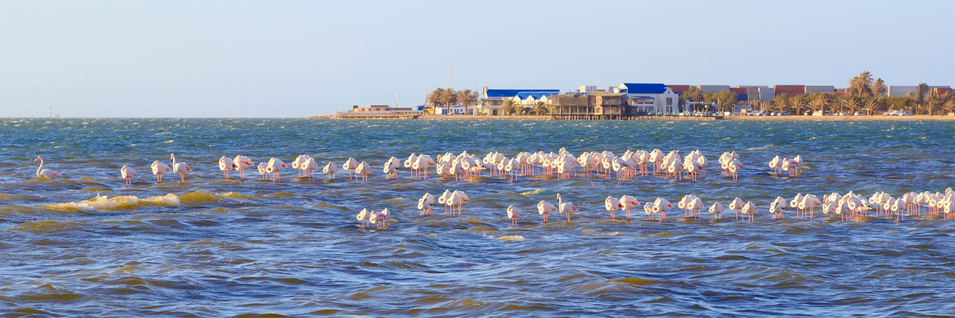 Flamingos in Walvis Bay