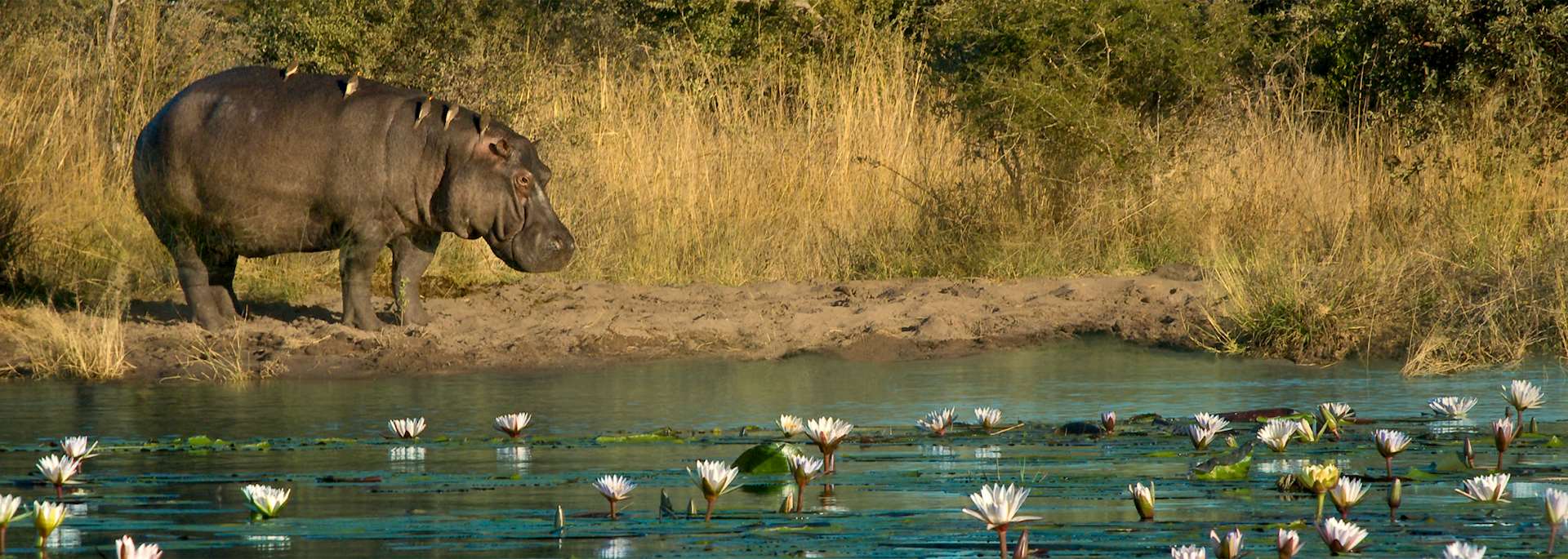 Hippo in the Zambezi Region, Namibia