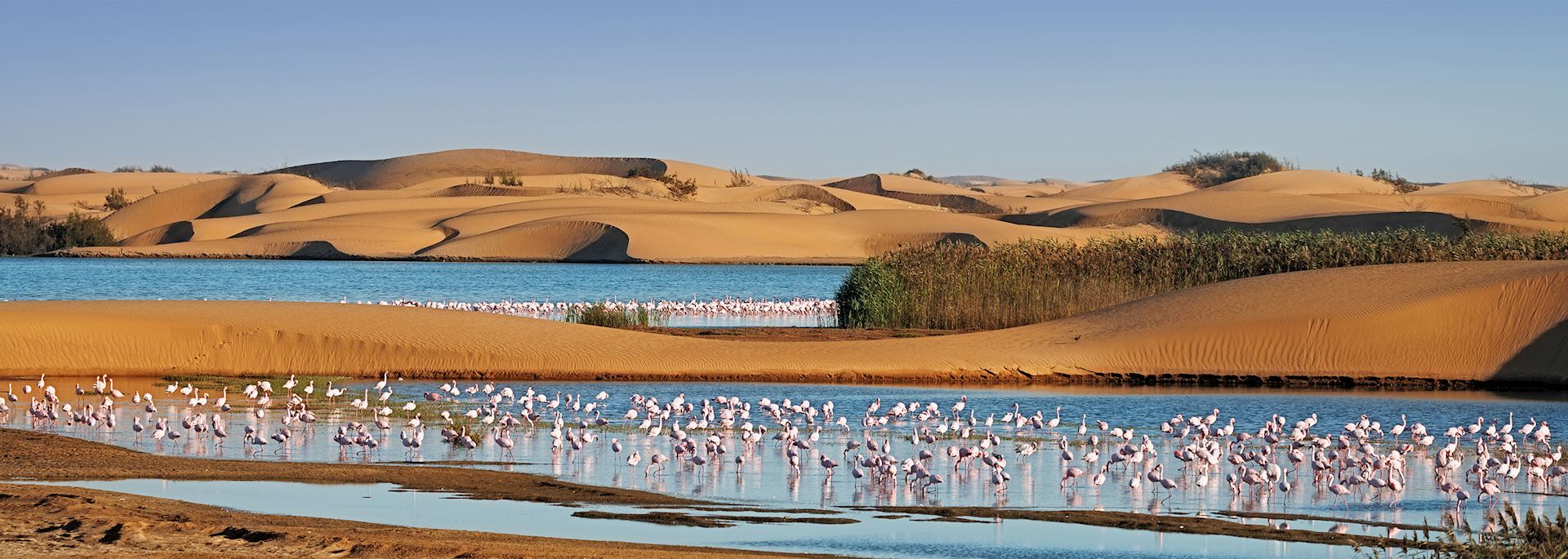 Flamingos at Pelican Point