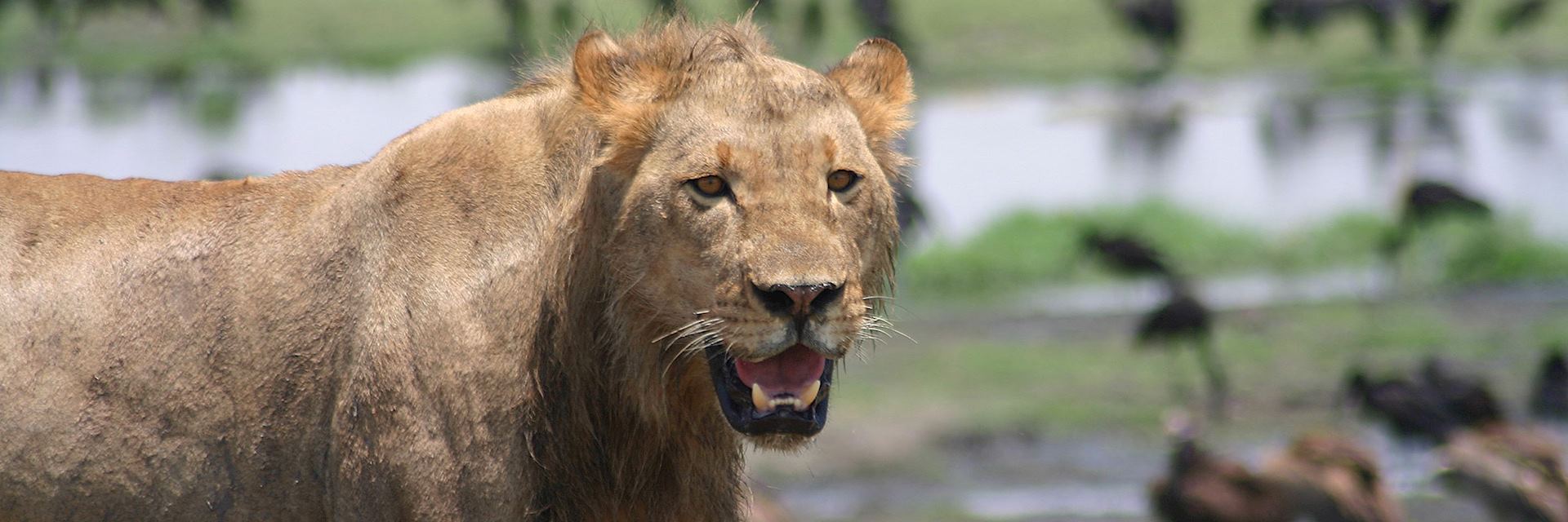 Lion on Chobe Riverfront