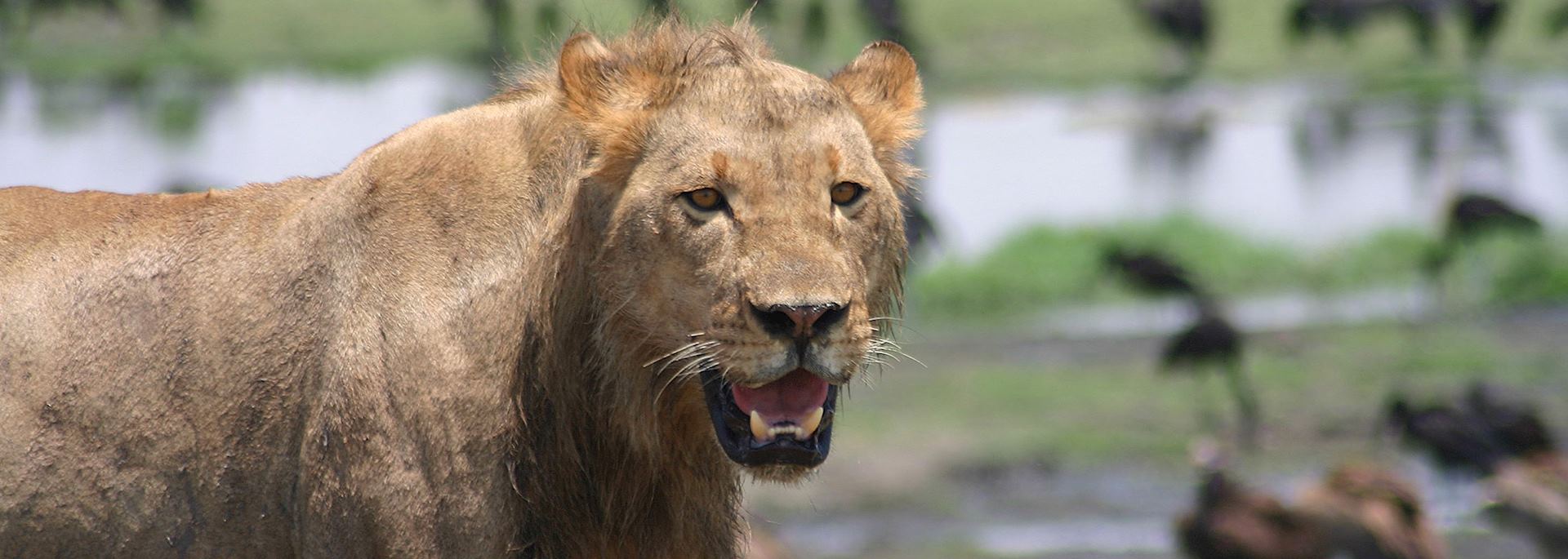 Lion on Chobe Riverfront