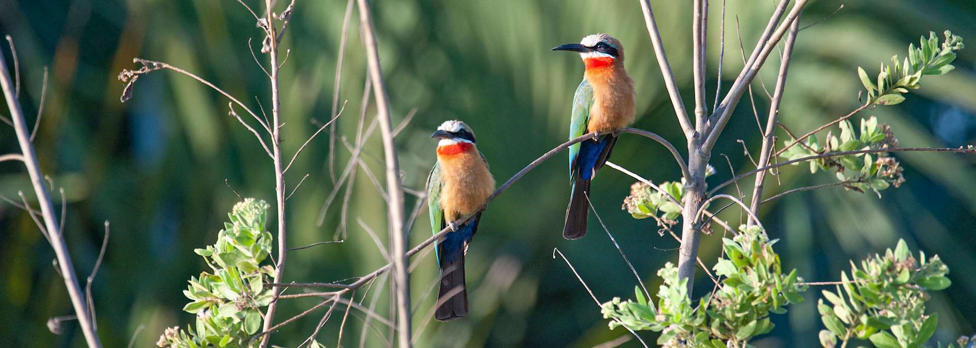 White-fronted bee-eaters, Nyerere National Park, Tanzania