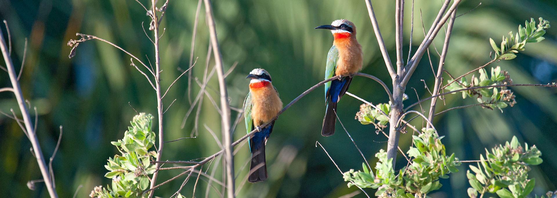 White-fronted bee-eaters, Nyerere National Park, Tanzania