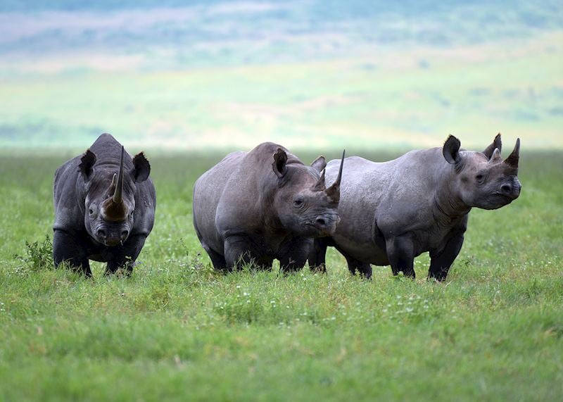 Black rhinos, Ngorongoro Crater