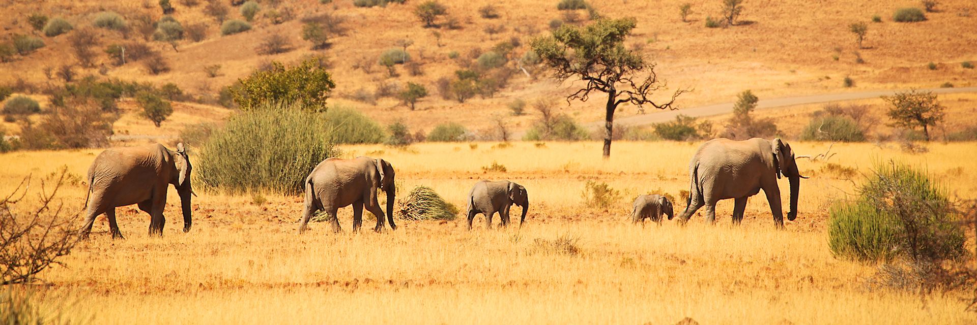 Family of elephants, Namibia