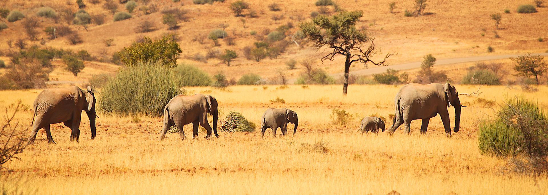 Family of elephants, Namibia