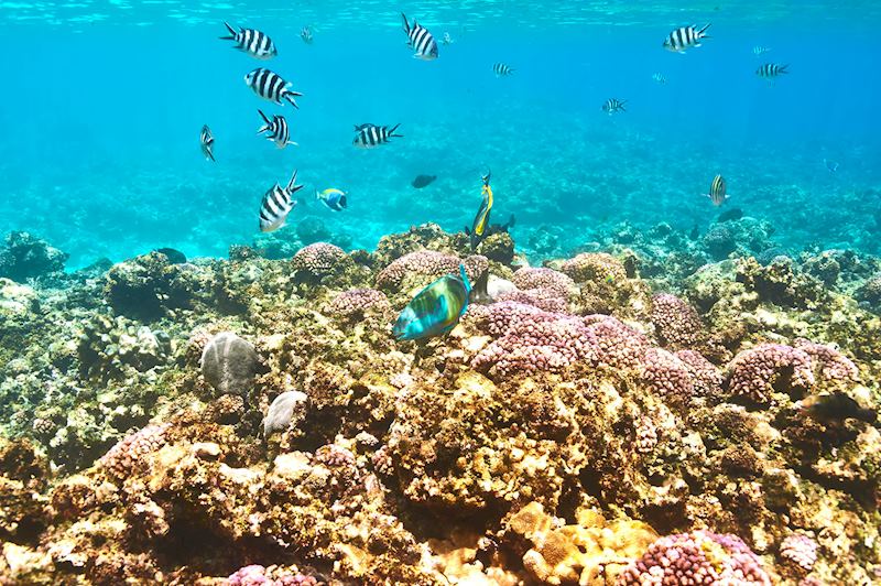 Coral reef, Seychelles