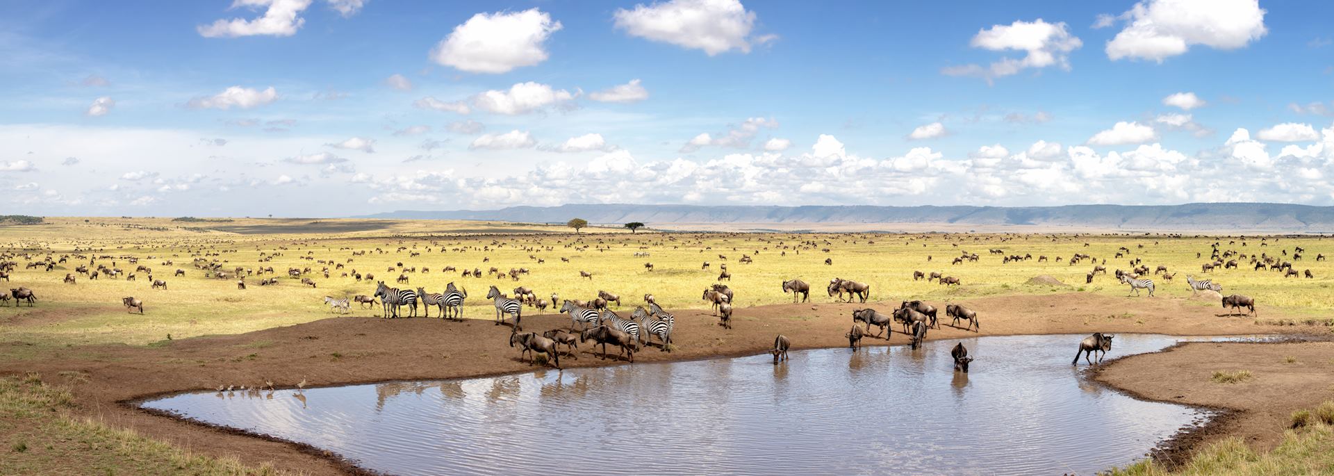 Watering hole in the Masai Mara