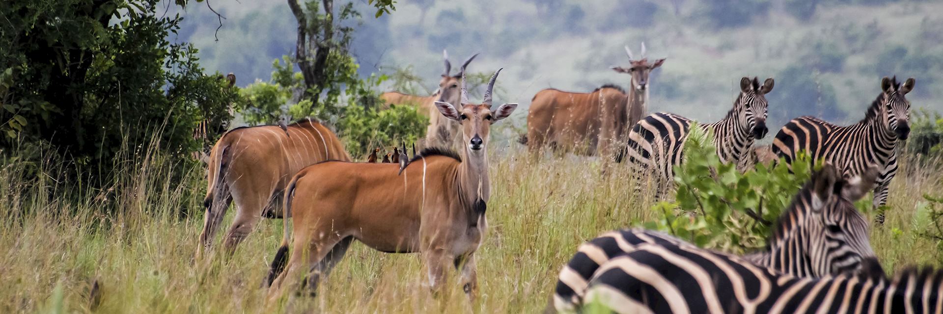 Akagera National Park in Rwanda