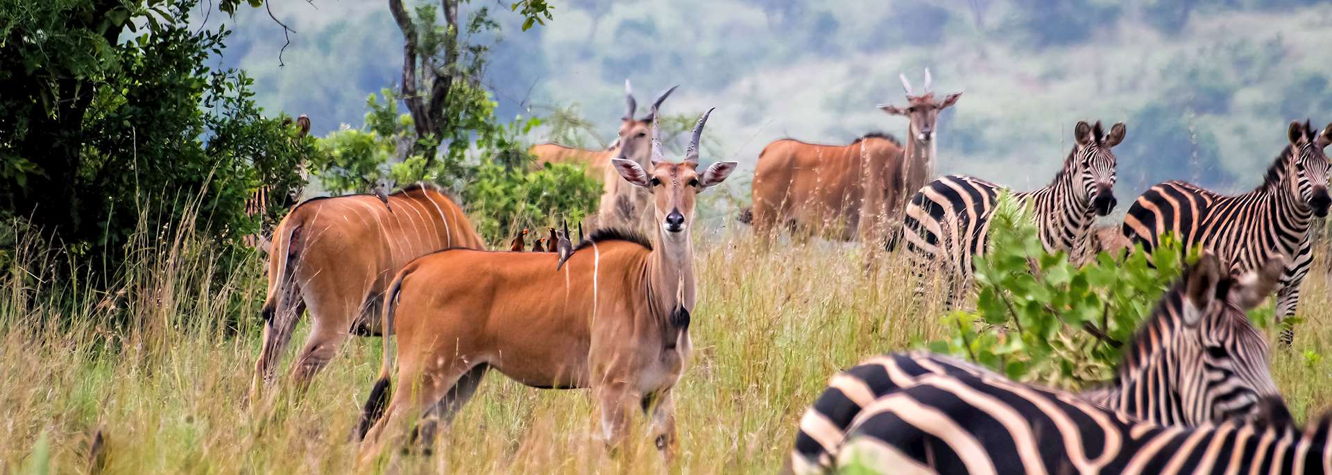 Akagera National Park